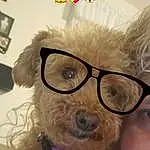 Glasses, Nose, Skin, Dog, Vision Care, Eyewear, Dog breed, Ear, Carnivore, Companion dog, Facial Hair, Snout, Beard, Moustache, Toy Dog, Furry friends, Working Animal, Wrinkle
