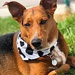 Dog, Dog breed, Carnivore, Collar, Whiskers, Companion dog, Fawn, Plant, Grass, Snout, Dog Sports, Dog Supply, Dog Collar, Hound, Canidae, Animal Sports, Terrestrial Animal, Working Animal, Furry friends