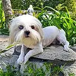 Plant, Dog, Dog Supply, Carnivore, Dog breed, Grass, Fawn, Companion dog, Toy Dog, Snout, Working Animal, Small Terrier, Terrier, Tree, Tail, Dog Clothes, Canidae, Furry friends, Mal-shi