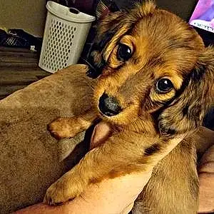 Name Dachshund Dog Copper