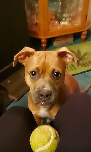 Boxer Dog Chloe