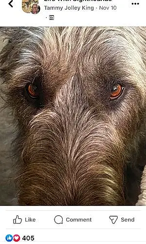 Irish Wolfhound Dog Finnegan