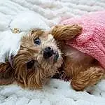 Dog, Snow, Dog breed, Carnivore, Dog Supply, Companion dog, Fawn, Snout, Toy Dog, Pet Supply, Terrier, Winter, Furry friends, Liver, Dog Clothes, Small Terrier, Working Animal