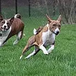 Dog, Carnivore, Fawn, Companion dog, Grass, Dog Sports, Hound, Dog breed, Terrier, Tail, Plant, Canidae, Boston Terrier, Working Dog, Ancient Dog Breeds, Fence, Non-sporting Group, Hunting Dog, Dog Supply