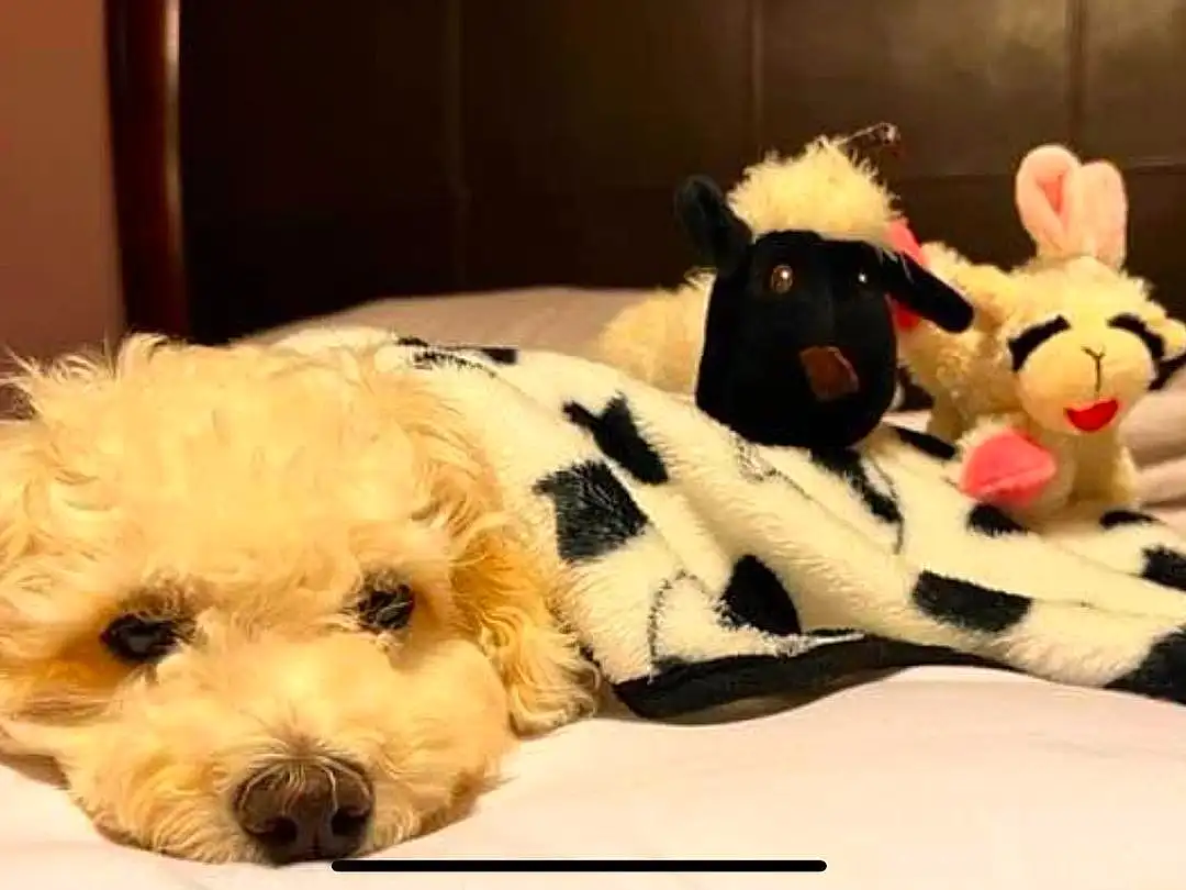 Dog, Toy, Carnivore, Fawn, Companion dog, Dog breed, Toy Dog, Snout, Dog Supply, Working Animal, Small Terrier, Furry friends, Terrier, Stuffed Toy, Labradoodle, Dog Collar, Yorkipoo, Shih-poo