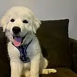 Dog, Plant, Carnivore, Couch, Dog breed, Companion dog, Great Pyrenees, Working Animal, Smile, Happy, Snout, Comfort, Biting, Studio Couch, Furry friends, Fang, Maremma Sheepdog, Canidae, Kuvasz