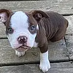 Dog, Dog breed, Carnivore, Fawn, Companion dog, Bulldog, Snout, Working Animal, Terrestrial Animal, Wood, Whiskers, Molosser, Canidae, Boston Terrier, Non-sporting Group, Paw, Ancient Dog Breeds, Working Dog, Toy Dog