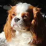 Dog, Dog breed, Carnivore, Liver, Companion dog, Fawn, Toy Dog, Snout, Blond, Canidae, Whiskers, Furry friends, Spaniel, King Charles Spaniel