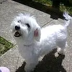 Dog, Dog breed, Carnivore, Companion dog, Grass, Toy Dog, Plant, Terrier, Small Terrier, Working Animal, Cockapoo, Dog Collar, Water Dog, Poodle Crossbreed, Tail, Maltepoo, Puppy, Poodle, Canidae