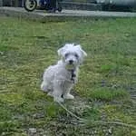 Dog, Dog breed, Carnivore, Grass, Companion dog, Wheel, Tail, Tire, Plant, Toy Dog, Canidae, Terrier, Pasture, Chair, Maltepoo, Non-sporting Group, Small Terrier, Working Animal, Tracking Trial