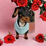 Flower, Dog, Plant, Petal, Carnivore, Pink, Dog Supply, Dog breed, Red, Rose, Hybrid Tea Rose, Companion dog, Working Animal, Snout, Rose Order, Font, Garden Roses, Rose Family, Dog Clothes, Magenta
