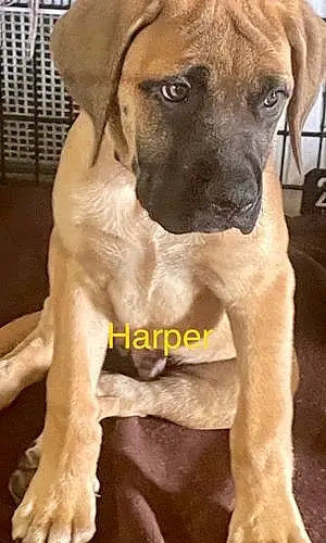 English Mastiff Dog Harper