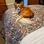 Comfort, Wood, Cabinetry, Fawn, Linens, Companion dog, Felidae, Furry friends, Room, Bedding, Whiskers, Tail, Terrestrial Animal, Mustelidae, Bed, Toy Dog, Bed Sheet, Small To Medium-sized Cats, Toy