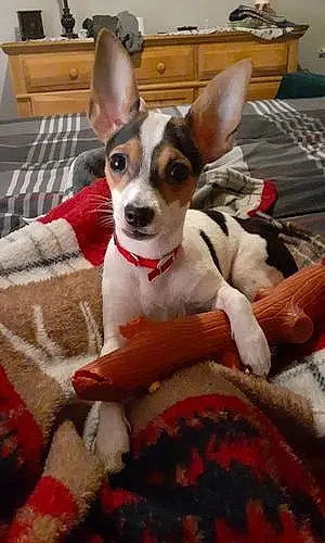 Name Chihuahua Dog Heidi