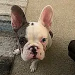 Dog, Eyes, Bulldog, Carnivore, Ear, Dog breed, Working Animal, Whiskers, Fawn, Companion dog, Comfort, Terrestrial Animal, Canidae, Toy Dog, Grass, Furry friends, French Bulldog, Non-sporting Group, Wrinkle