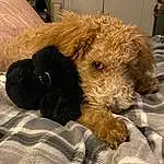 Dog, Carnivore, Dog breed, Working Animal, Fawn, Companion dog, Airedale Terrier, Toy, Water Dog, Snout, Terrier, Lakeland Terrier, Welsh Terrier, Comfort, Furry friends, Canidae, Small Terrier, Irish Terrier, Terrestrial Animal