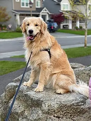 Firstname Golden Retriever Dog Maverick