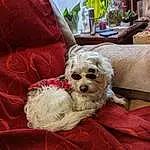 Dog, Dog breed, Plant, Carnivore, Comfort, Fawn, Companion dog, Dog Supply, Toy Dog, Flowerpot, Chair, Working Animal, Houseplant, Beard, Couch, Canidae, Furry friends, Sunglasses, Linens