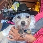 Dog, Fedora, Hat, Party Hat, Carnivore, Sun Hat, Companion dog, Toy Dog, Dog breed, Event, Furry friends, Fashion Accessory, Costume Hat, Small Terrier, Fun, Personal Protective Equipment, Facial Hair, Chair, Dog Clothes, Beard