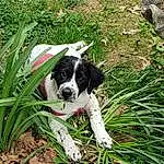Dog, Plant, Carnivore, Dog breed, Grass, Companion dog, Terrestrial Plant, Soil, Tail, Groundcover, Dog Collar, Canidae, Working Dog, Shrub, Non-sporting Group, Hunting Dog, Working Animal