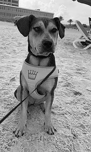 Black & White Mixed breed Dog Zoei
