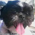 Dog, Carnivore, Dog breed, Liver, Shih Tzu, Companion dog, Fawn, Working Animal, Toy Dog, Snout, Dog Supply, Furry friends, Terrestrial Animal, Canidae, Maltepoo, Non-sporting Group, Pet Supply, Shih-poo