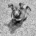 Dog, Carnivore, Dog breed, Grey, Working Animal, Fawn, Plant, Companion dog, Terrestrial Animal, Snout, Whiskers, Monochrome, Black & White, Grass, Toy Dog, Soil, Furry friends, Street dog, Corgi-chihuahua