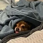 Dog, Comfort, Dog breed, Carnivore, Textile, Grey, Fawn, Companion dog, Snout, Linens, Bored, Canidae, Duvet, Bedding, Terrestrial Animal, Puppy, Nap, Furry friends, Bed Sheet