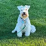 Dog, Water, Dog breed, Carnivore, Plant, Companion dog, Grass, People In Nature, Groundcover, Tail, Canidae, Working Animal, Leisure, Dog Collar, Leash, Adventure, Non-sporting Group, Fashion Accessory, Terrier