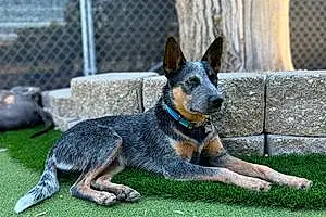 Name Australian cattle dog Dog Bodhi