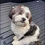 Dog, Dog breed, Carnivore, Companion dog, Snout, Toy Dog, Dog Collar, Liver, Small Terrier, Working Animal, Terrier, Furry friends, Labradoodle, Rectangle, Poodle Crossbreed, Canidae, Briquet Griffon Vendéen, Cockapoo, Non-sporting Group