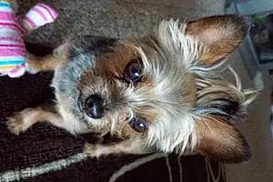 Name Yorkshire Terrier Dog Dolly