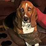 Brown, Dog, Dog breed, Carnivore, Companion dog, Fawn, Liver, Snout, Hound, Gas Stove, Canidae, Kitchen Appliance, Working Animal, Scent Hound, Cooktop, Pet Supply, Dog Supply, Hunting Dog
