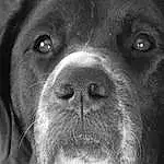 Dog, Carnivore, Dog breed, Working Animal, Style, Whiskers, Companion dog, Snout, Black & White, Close-up, Terrestrial Animal, Monochrome, Canidae, Furry friends, Borador, Liver, Gun Dog, Non-sporting Group