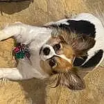 Dog, Carnivore, Dog breed, Companion dog, Fawn, Snout, Toy Dog, Whiskers, Furry friends, Canidae, Paw, Working Animal, Terrestrial Animal, Tail, Tibetan Spaniel, Corgi-chihuahua, Dog Supply