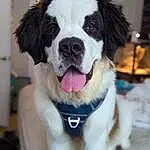 Dog, Eyes, Dog breed, Carnivore, Collar, Companion dog, Whiskers, Dog Collar, Snout, Moscow Watchdog, St. Bernard, Leash, Working Animal, Canidae, Furry friends, Plant, Working Dog, Pet Supply, Door