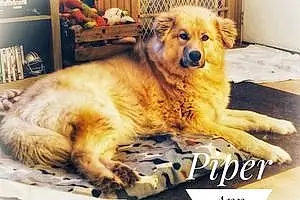 Mixed breed Dog Piper