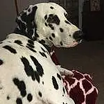 Dog, Dalmatian, White, Black, Dog breed, Carnivore, Companion dog, Fawn, Working Animal, Snout, Whiskers, Canidae, Pattern, Terrestrial Animal, Dog Supply, Furry friends, Collar, Black & White, Non-sporting Group