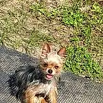 Dog, Dog breed, Carnivore, Dog Supply, Companion dog, Fawn, Toy Dog, Snout, Grass, Yorkshire Terrier, Canidae, Terrier, Plant, Small Terrier, Tail, Furry friends, Australian Terrier, Working Animal, Groundcover