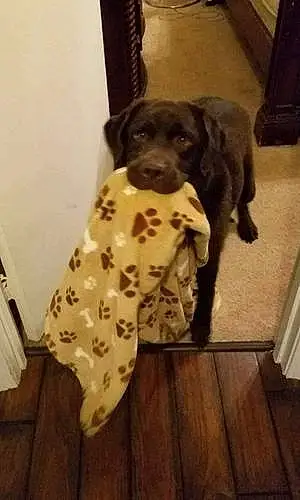 Name Labrador Retriever Dog Brody
