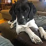 Dog, Comfort, Dog breed, Couch, Carnivore, Fawn, Companion dog, Working Animal, Snout, Window, Canidae, Houseplant, Borador, Non-sporting Group, Gun Dog, Great Dane, Picture Frame, Guard Dog