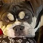 Dog, Carnivore, Dog breed, Pug, Comfort, Fawn, Companion dog, Whiskers, Wrinkle, Bulldog, Toy Dog, Working Animal, Terrestrial Animal, Furry friends, Canidae, Puppy love, Linens, Ancient Dog Breeds, Nap