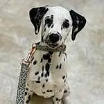 Dalmatian, Dog, Dog Supply, Dog breed, Carnivore, Working Animal, Fawn, Companion dog, Pet Supply, Collar, Snout, Toy, Canidae, Whiskers, Dog Collar, Terrestrial Animal, Paw, Furry friends, Non-sporting Group