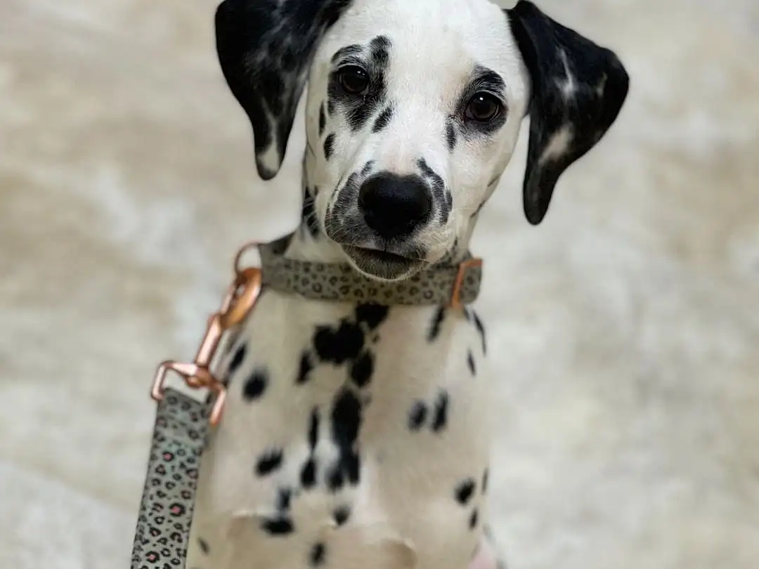 Dalmatian, Dog, Dog Supply, Dog breed, Carnivore, Working Animal, Fawn, Companion dog, Pet Supply, Collar, Snout, Toy, Canidae, Whiskers, Dog Collar, Terrestrial Animal, Paw, Furry friends, Non-sporting Group