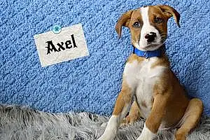 Firstname  Other Dog Axel