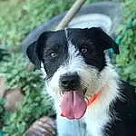 Dog, Carnivore, Dog breed, Companion dog, Grass, Plant, Whiskers, Snout, Terrestrial Plant, Working Animal, Herding Dog, Working Dog, Terrestrial Animal, Soil, Border Collie, Puppy, Canidae