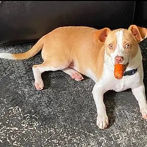 Name Chihuahua Dog Mylo