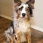 Dog, Dog breed, Carnivore, Companion dog, Whiskers, Snout, Wood, Canidae, Furry friends, Hardwood, Working Animal, Herding Dog, Working Dog, Wood Flooring, Wood Stain, Plank, Australian Collie, Varnish