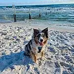 Water, Sky, Dog, Cloud, Dog breed, Beach, Carnivore, Outdoor Recreation, Body Of Water, Snow, Coastal And Oceanic Landforms, Herding Dog, Recreation, Horizon, Wind Wave, Freezing, Companion dog, Sand, Electric Blue