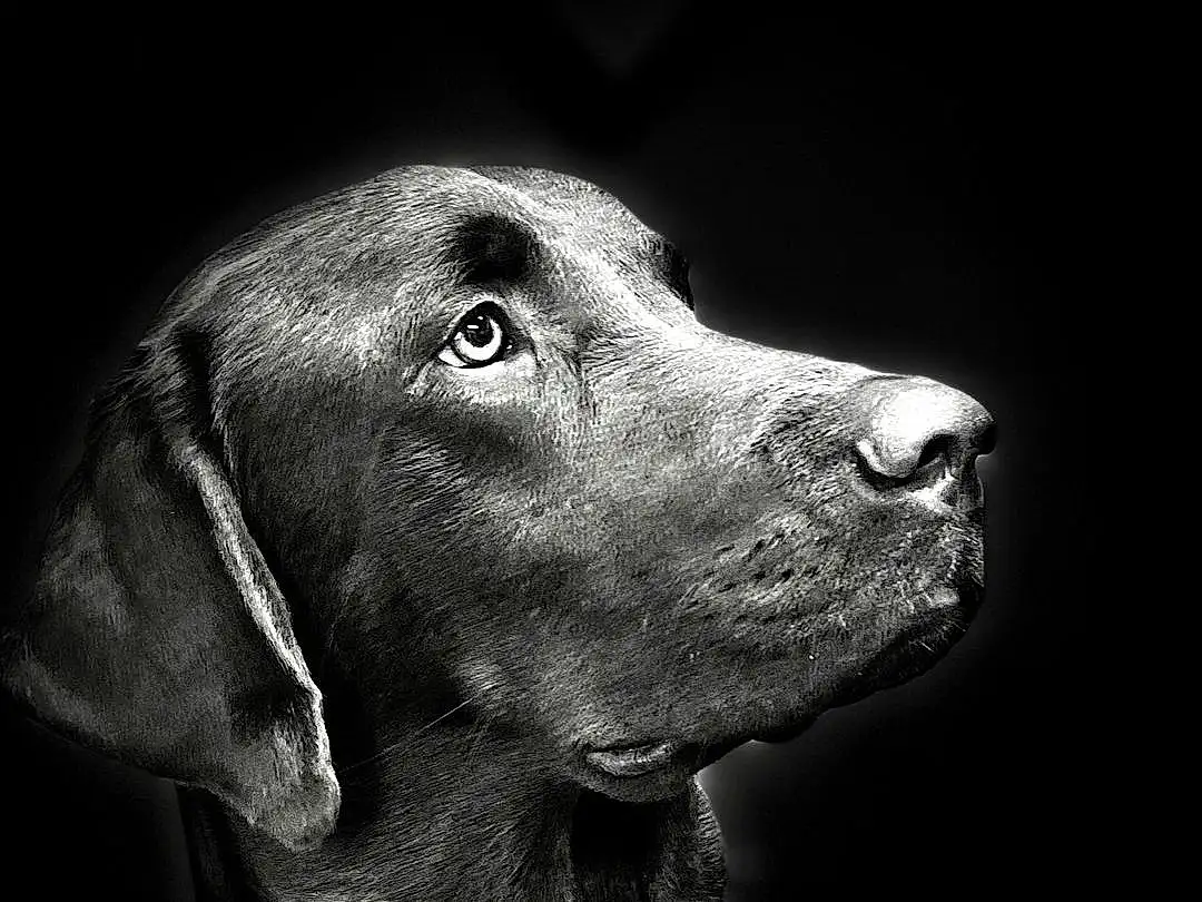 Dog, Dog breed, Carnivore, Working Animal, Collar, Whiskers, Liver, Dog Collar, Pet Supply, Companion dog, Snout, Monochrome, Black & White, Darkness, Canidae, Event, Gun Dog, Furry friends, Terrestrial Animal